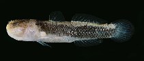 To FishBase images (<i>Gobiopsis malekulae</i>, Thailand, by Randall, J.E.)