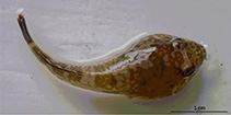 To FishBase images (<i>Gobiesox marmoratus</i>, Chile, by Muñoz, G.)