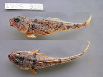To FishBase images (<i>Gobionotothen marionensis</i>, by MNHN)