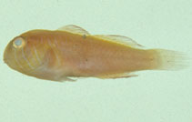To FishBase images (<i>Gobiodon multilineatus</i>, Chinese Taipei, by The Fish Database of Taiwan)