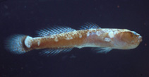 To FishBase images (<i>Gobulus myersi</i>, Brazil, by Carvalho Filho, A.)