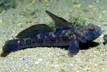 To FishBase images (<i>Gobius niger</i>, Italy, by Patzner, R.)