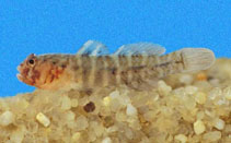 Image of Gobiosoma nudum (Knobchin goby)