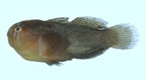 To FishBase images (<i>Gobiodon oculolineatus</i>, Palau, by Winterbottom, R.)