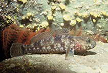 Image of Gobius paganellus (Rock goby)