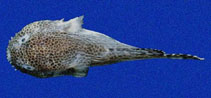 To FishBase images (<i>Gobiesox papillifer</i>, Panama, by Allen, G.R.)