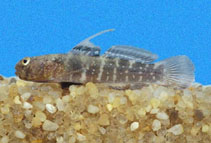 To FishBase images (<i>Gobiosoma paradoxum</i>, El Salvador, by Robertson, R.)