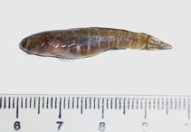 To FishBase images (<i>Gobiosoma parri</i>, Argentina, by Delpiani, M.S.)