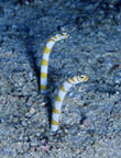 To FishBase images (<i>Gorgasia preclara</i>, Fiji, by Adams, M.J.)