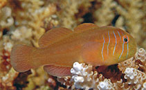 To FishBase images (<i>Gobiodon prolixus</i>, Indonesia, by Allen, G.R.)