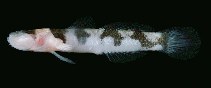 To FishBase images (<i>Gobiopsis quinquecincta</i>, Ryukyu Is., by Randall, J.E.)