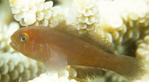 To FishBase images (<i>Gobiodon quinquestrigatus</i>, Fiji, by Randall, J.E.)