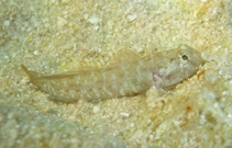 To FishBase images (<i>Gobiosoma robustum</i>, USA, by Johnson, L.)