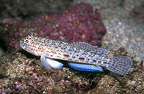 To FishBase images (<i>Gobius rubropunctatus</i>, Sao Tome Princ., by Wirtz, P.)