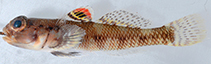 Image of Gobius salamansa (Salamansa goby)