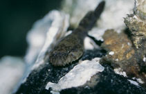 To FishBase images (<i>Gobiesox strumosus</i>, USA, by Crippen, C.)