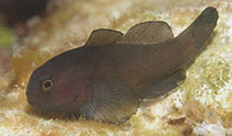 To FishBase images (<i>Gobiodon unicolor</i>, Indonesia, by Allen, G.R.)