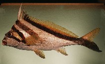 To FishBase images (<i>Goniistius vestitus</i>, Australia, by Randall, J.E.)