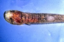 Image of Gouania willdenowi (Blunt-snouted clingfish)