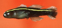 To FishBase images (<i>Gobiosoma xanthiprora</i>, by Flescher, D.)