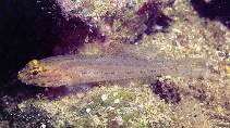 To FishBase images (<i>Gobius xanthocephalus</i>, France, by Patzner, R.)