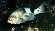 To FishBase images (<i>Gracila albomarginata</i>, Malaysia, by Randall, J.E.)