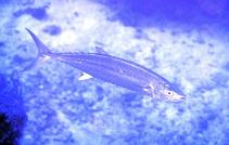 To FishBase images (<i>Grammatorycnus bicarinatus</i>, Papua New Guinea, by Patzner, R.)