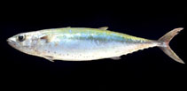 To FishBase images (<i>Grammatorcynus bilineatus</i>, by First, D.)