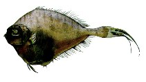 To FishBase images (<i>Daramattus americanus</i>, by JAMARC)