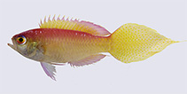 To FishBase images (<i>Grammatonotus brianne</i>, Philippines, by Rocha, L.A.)