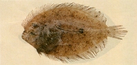 To FishBase images (<i>Grammatobothus krempfi</i>, Chinese Taipei, by Shao, K.T.)