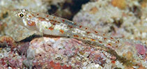 To FishBase images (<i>Grallenia lipi</i>, Indonesia, by Allen, G.R.)