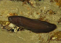To FishBase images (<i>Grammonus longhursti</i>, Cape Verde, by Wirtz, P.)