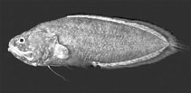 To FishBase images (<i>Grammonus nagaredai</i>, Hawaii, by Randall, J.E.)