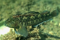 To FishBase images (<i>Grahamina nigripenne</i>, New Zealand, by Clements, K.)