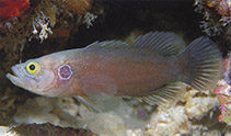 To FishBase images (<i>Grammistops ocellatus</i>, Indonesia, by Allen, G.R.)