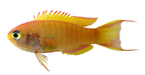 To FishBase images (<i>Grammatonotus pelipel</i>, Caroline I., by Greene, B.D.)