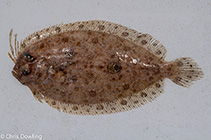 To FishBase images (<i>Grammatobothus pennatus</i>, Australia, by Dowling, C.)