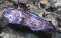 To FishBase images (<i>Grammonus yunokawai</i>, Japan, by Yunokawa, K.)
