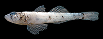To FishBase images (<i>Grallenia solomonensis</i>, Solomon Is., by Allen, G.R.)