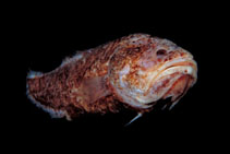 To FishBase images (<i>Grammonus thielei</i>, Indonesia, by Thiele, W.)
