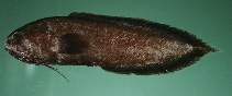 To FishBase images (<i>Grammonus waikiki</i>, Hawaii, by Randall, J.E.)