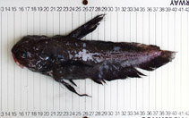 To FishBase images (<i>Guentherus altivela</i>, Namibia, by Alvheim, O./Institute of Marine Research (IMR))