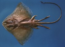 To FishBase images (<i>Gurgesiella atlantica</i>, Trinidad Tobago, by Ramjohn, D.D.)