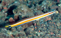 To FishBase images (<i>Gunnellichthys curiosus</i>, Indonesia, by Ryanskiy, A.)