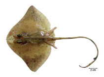 To FishBase images (<i>Gurgesiella dorsalifera</i>, Brazil, by Fischer, L.G.)
