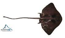 To FishBase images (<i>Gurgesiella furvescens</i>, Chile, by Elasmolab Universidad Austral de Chile)