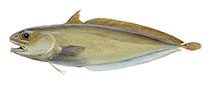 To FishBase images (<i>Guttigadus latifrons</i>, by Hlidberg, J.B.)