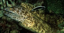 To FishBase images (<i>Gymnothorax annasona</i>, Australia, by Randall, J.E.)