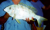 To FishBase images (<i>Gymnocranius audleyi</i>, Australia, by IGFA)